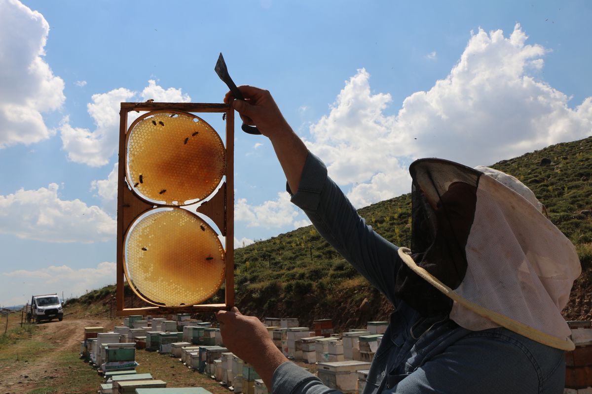 Bingöl'de arıcılar coğrafi işaretli bal hasadına hazırlanıyor: Bu yıl kalite rekoru bekleniyor