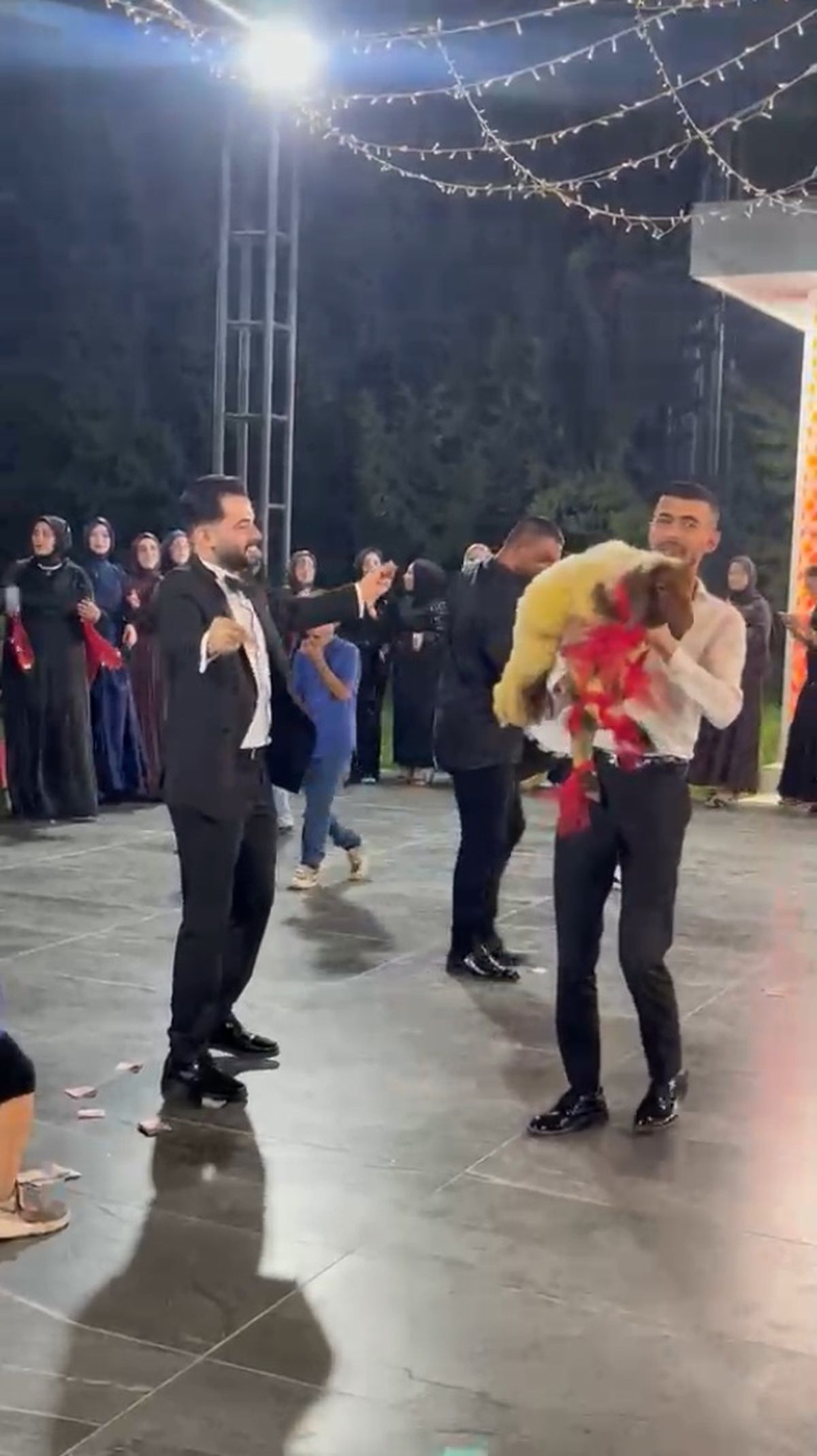 Düğünde Kırmızı Kurdelelerle Süslenmiş Kuzu Düğün Hediyesi Olarak Verildi