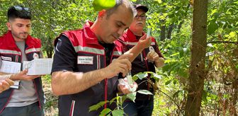 Edirne'de kahverengi kokarcaya karşı samuray arısı salımı yapıldı