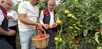 Elazığ'da yaklaşık 320 dekar sera alanında yetişen domateste hasat başladı