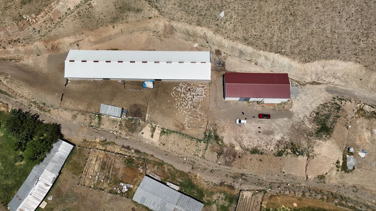 Erzincanlı üretici geleneksel hayvancılığı devlet desteğiyle modern tesise taşıdı