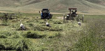 Nehil Sazlığı'nın leylekleri biçilen tarlalarda yiyecek arıyor