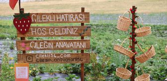 Sakarya'daki Çilekli Mahallesi, ziyaretçilerine tarladan çilek toplama imkanı sunuyor