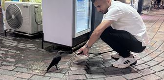 Siirt'te susayan kargaya esnaf tarafından su verildi