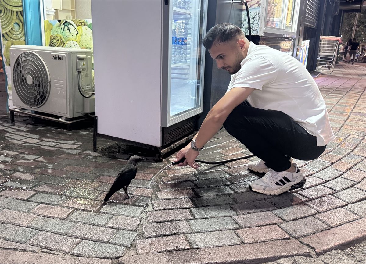 Siirt'te susayan kargaya esnaf tarafından su verildi