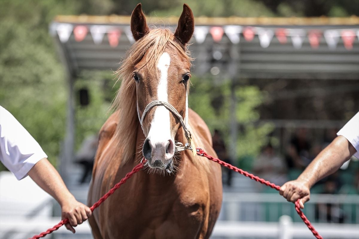 TİGEM, 58 safkan Arap tayının satışından yaklaşık 40 milyon lira gelir elde etti