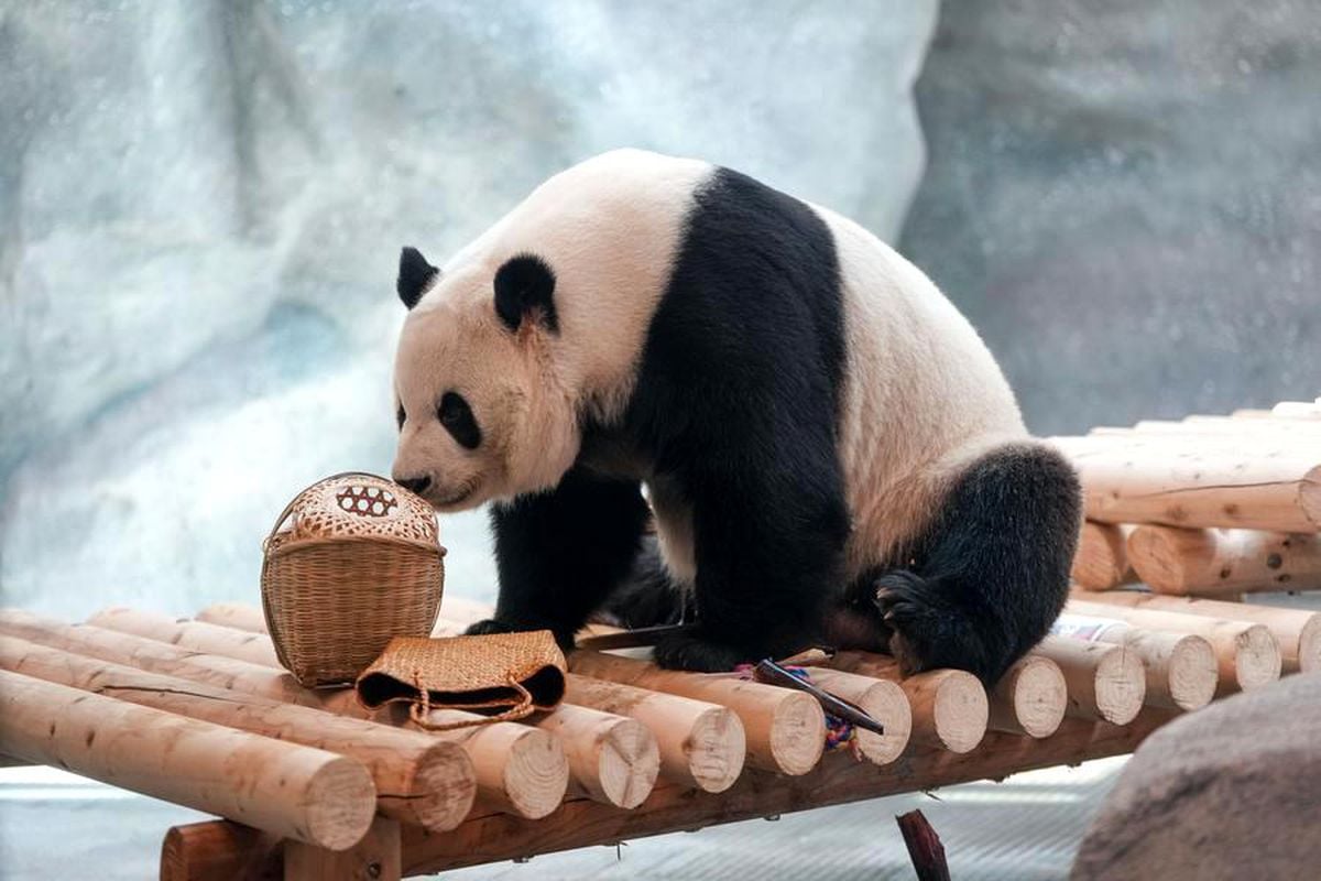 Pekin Hayvanat Bahçesi'ndeki yeni dev panda tesisi