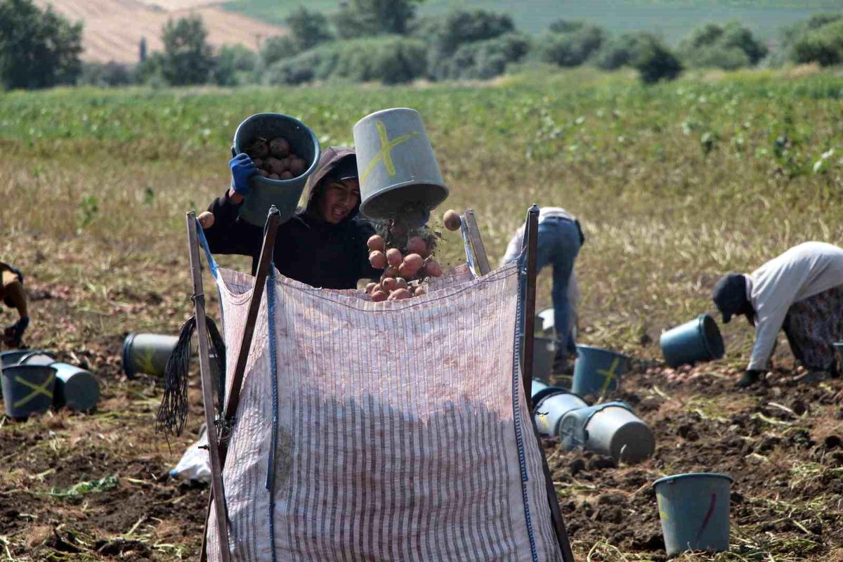 Amasya'da patates hasadı başladı: 130 bin ton rekolte bekleniyor