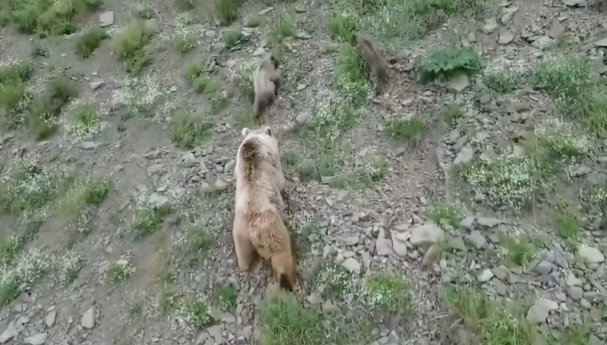 Artvin'in Ardanuç ilçesinde yiyecek aramak için köye inen boz ayı ve iki yavrusunun dron ile çekilmiş görüntüsü.