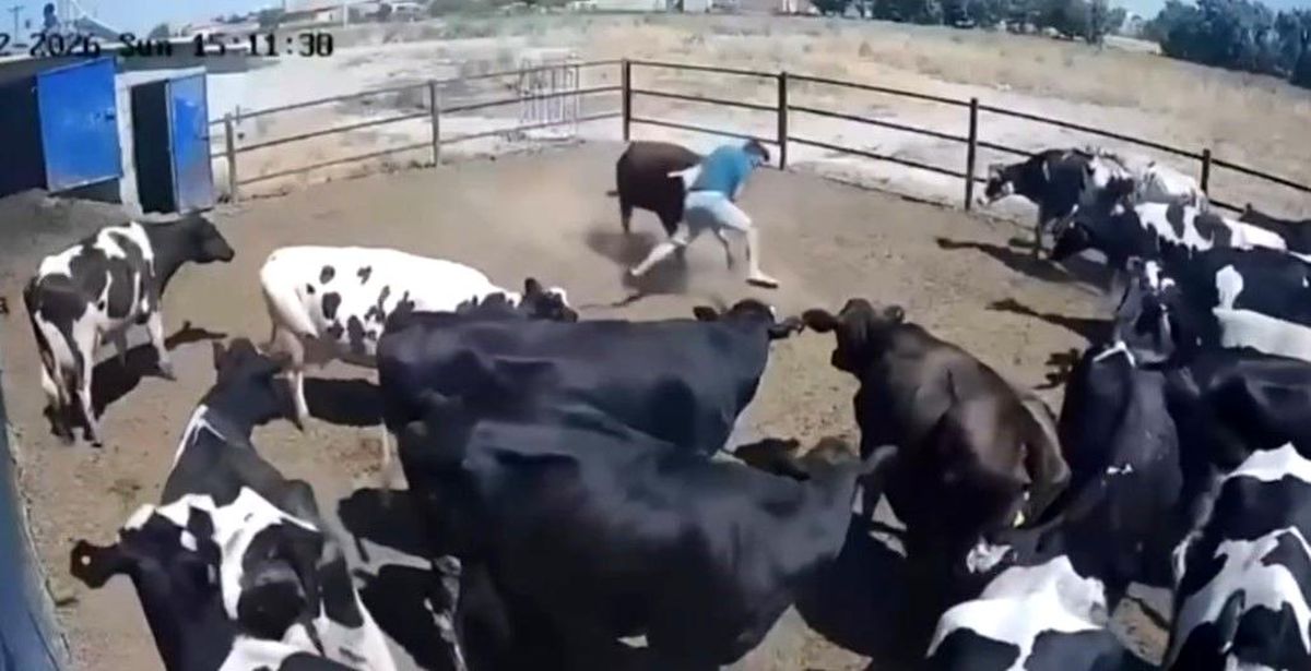 Konya'da bir besici, kızgın boğanın saldırısına uğradıktan sonra yerde yatarken görüntüleniyor.