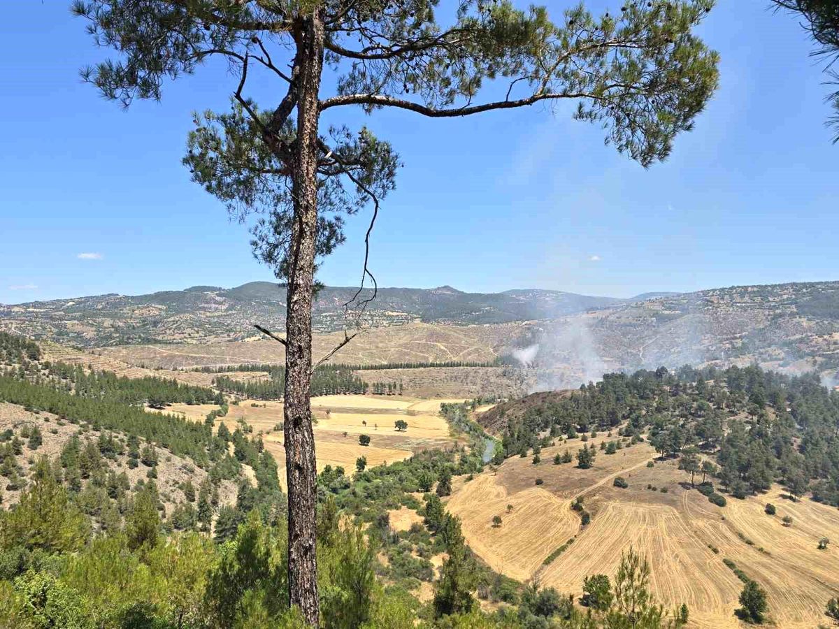 Dursunbey'de orman yangını