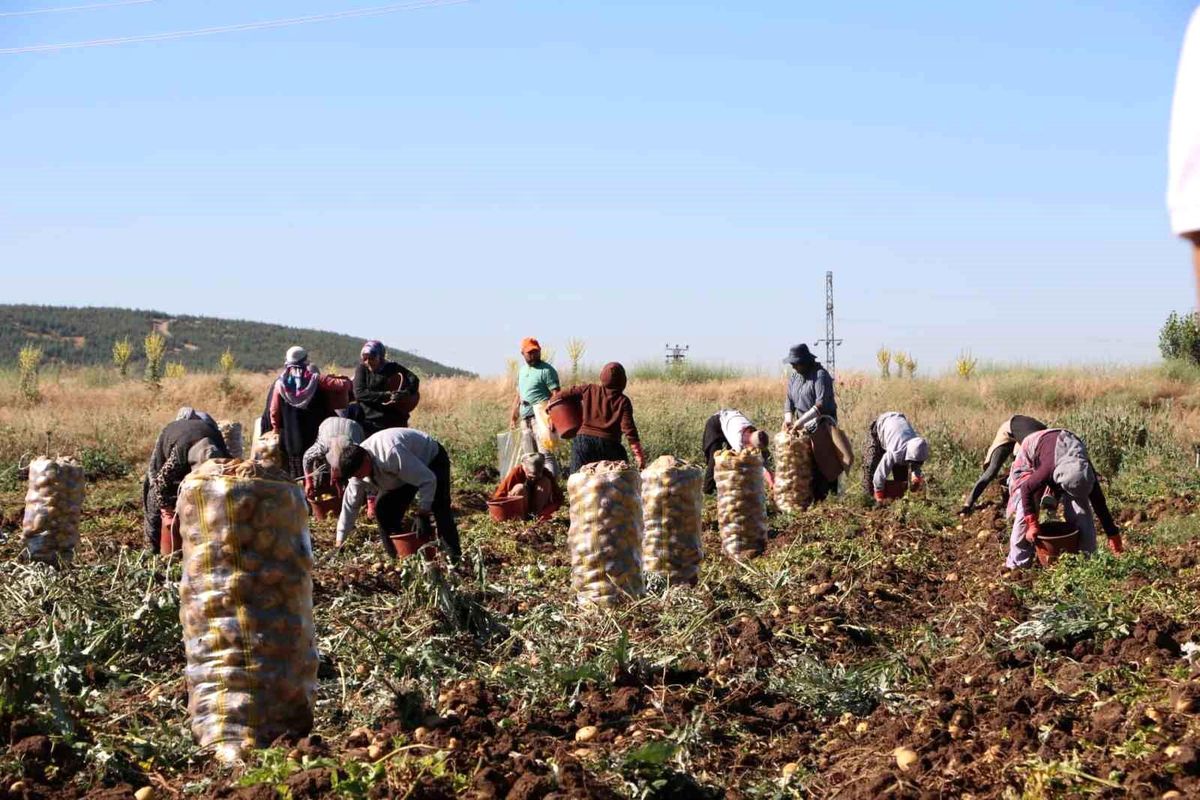Sandıklı'da tarlada patates hasadı yapan çiftçiler.