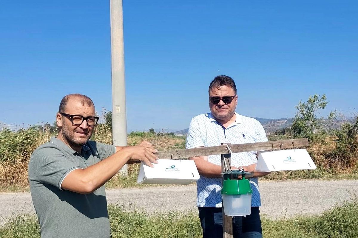 Pamuk tarlalarında zararlı takibi için feromon tuzakları kuruldu