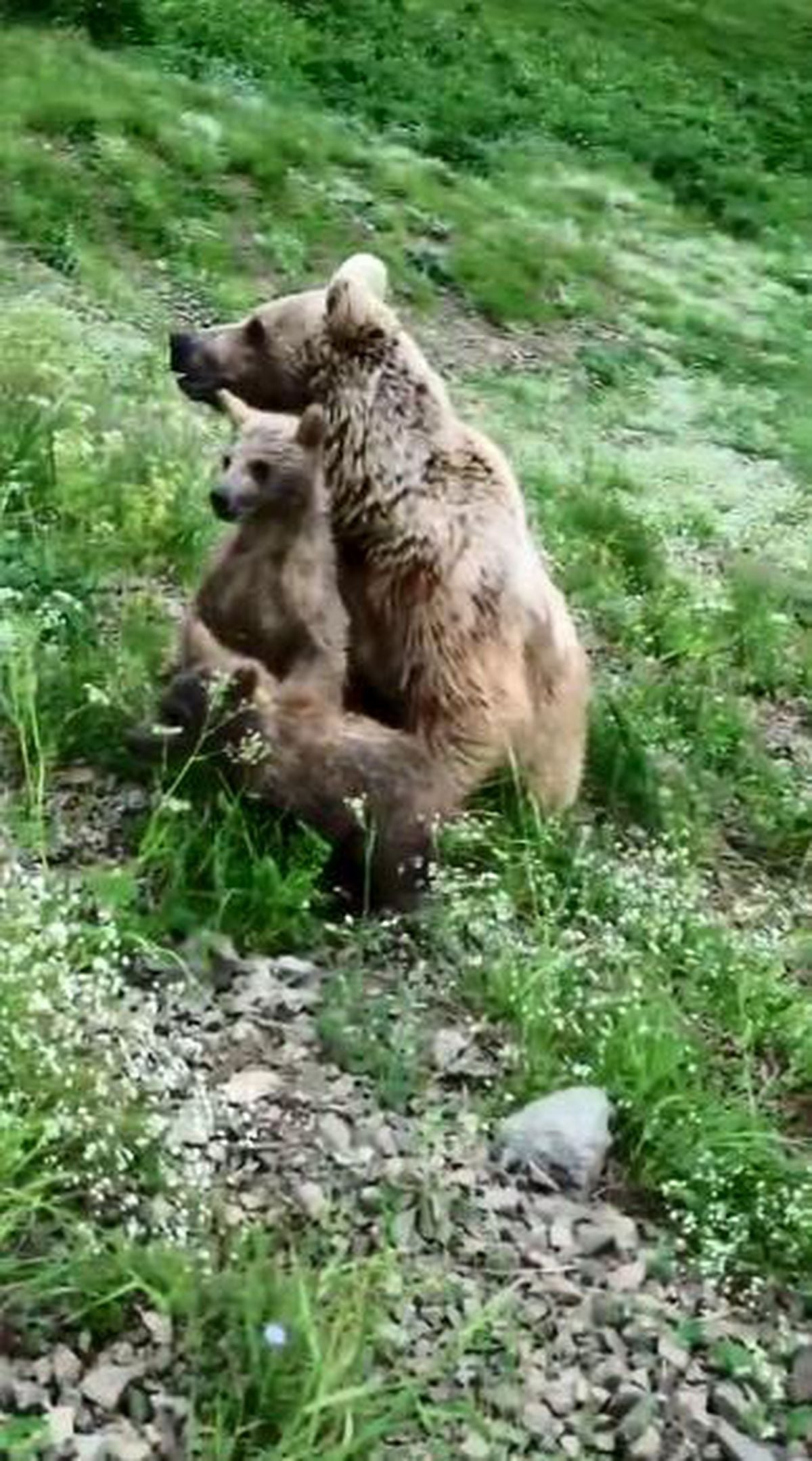 Artvin'de bir anne boz ayı ve iki yavrusu, köy yakınlarında dronla kaydedildi.