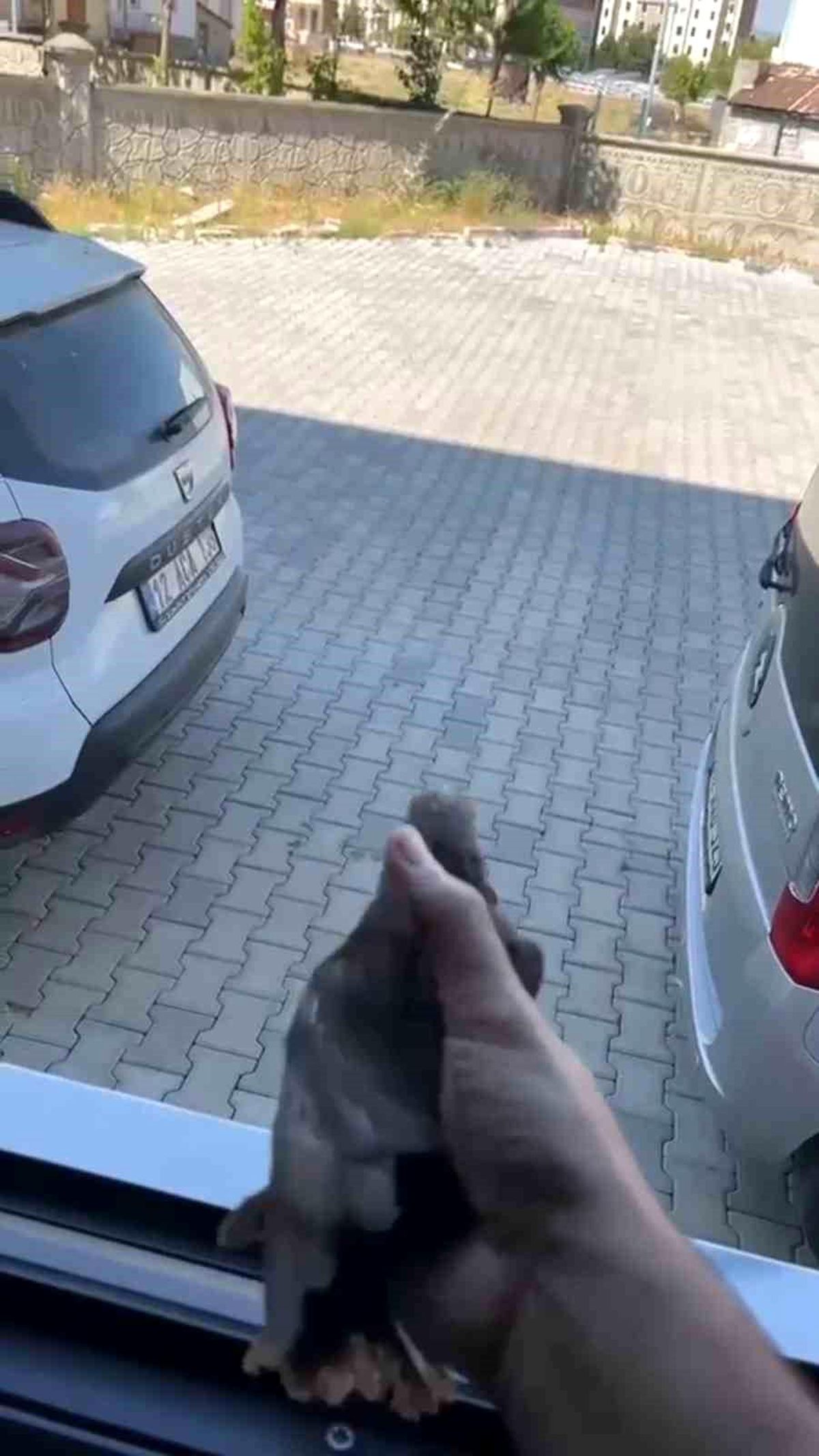 Apartman boşluğuna düşen sığırcık kurtarıldı