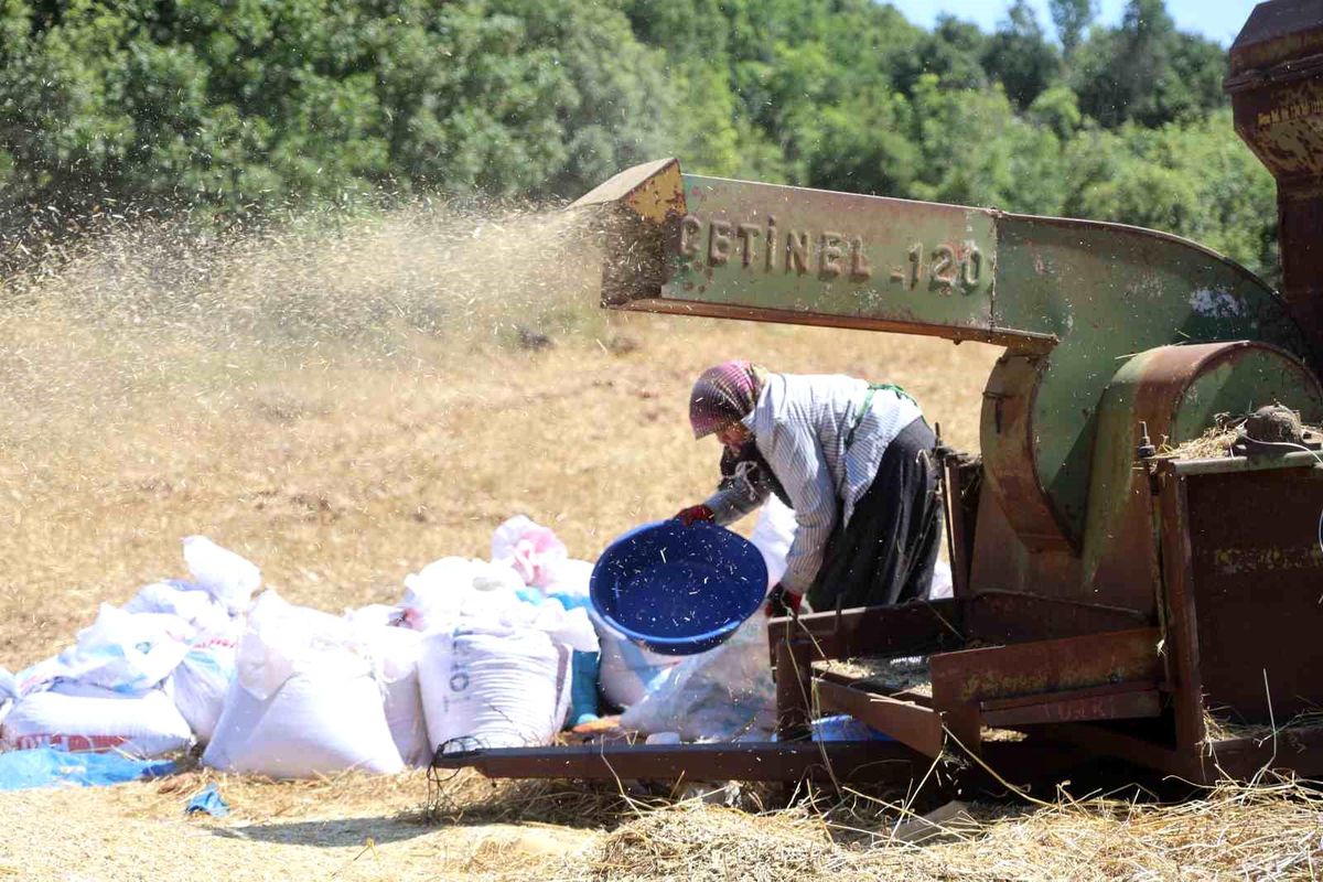 Hatay'da çiftçiler 40 dereceyi aşan sıcakta buğday hasadı yapıyor.