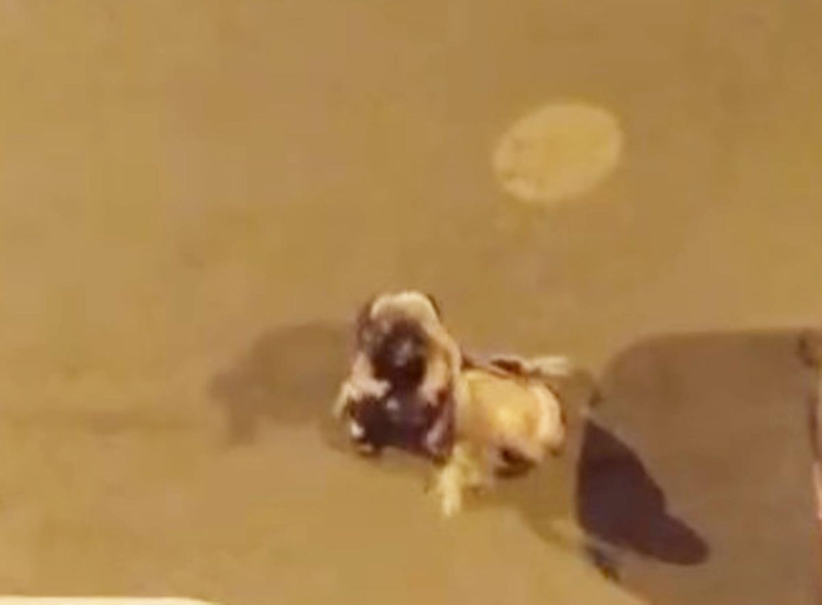 Iğdır'da kadınlar saç saça kavga etti