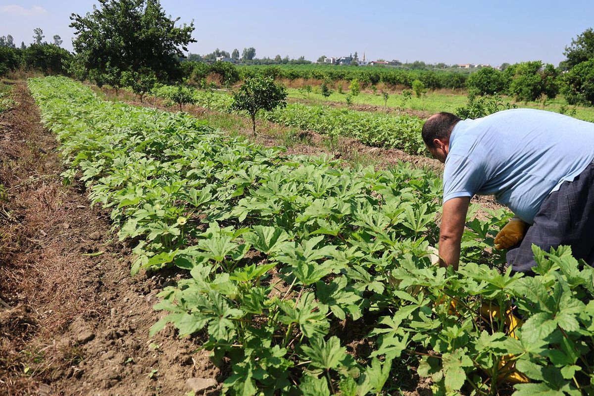 Kozan'da bamya hasadı başladı, tarlada kilosu 150 TL