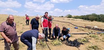 TARSİM Genel Müdürü Engürülü, Tekirdağ'da doludan zarar gören tarım alanlarını inceledi