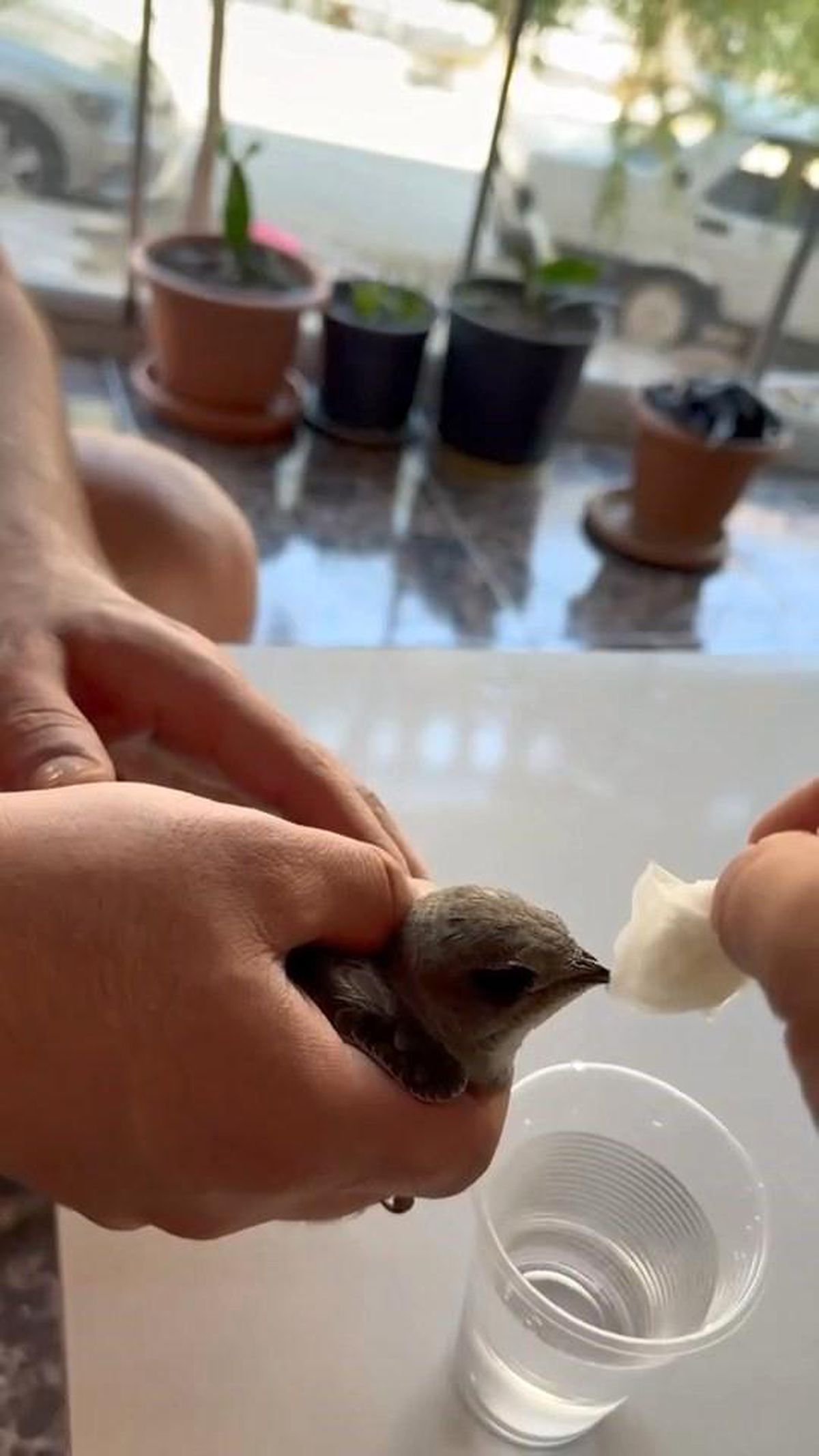 Vatandaşlar sıcaktan bitkin düşen ebabil kuşuna su verdi