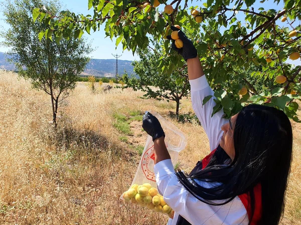 Elazığ'da bitkisel üretim alanlarında pestisit kalıntısı denetimleri