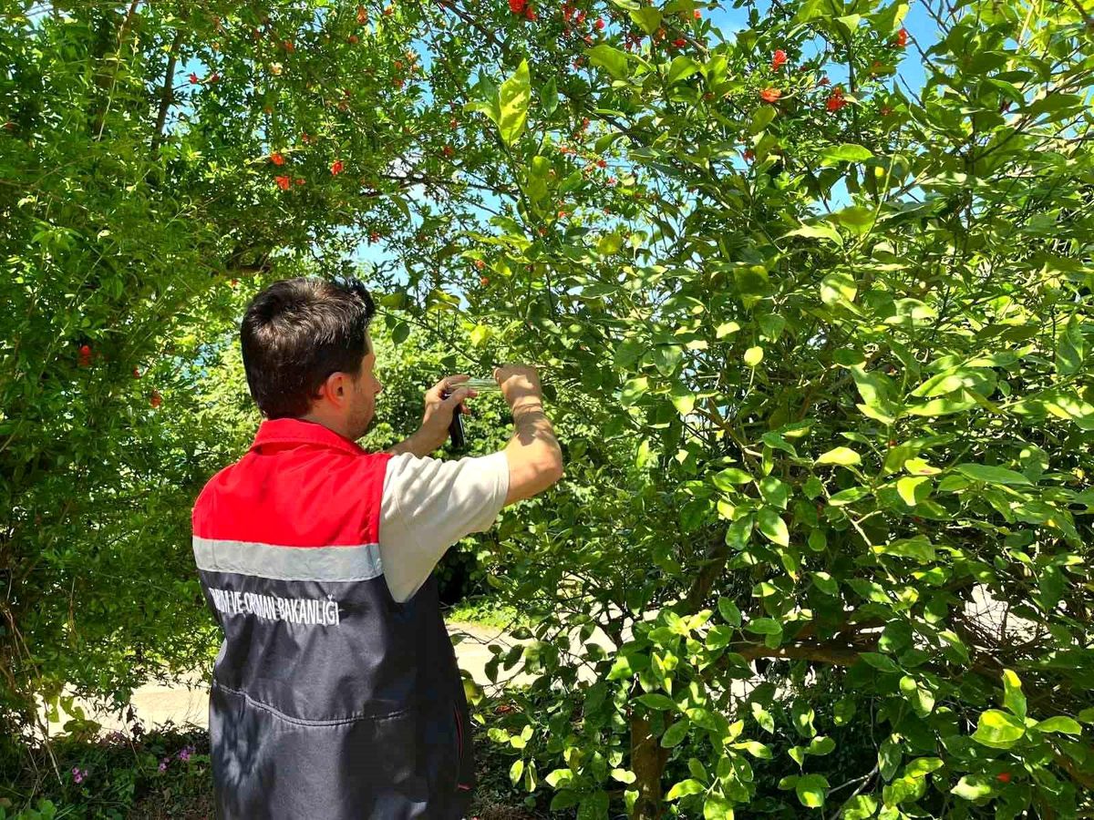 Rize'de kokarca zararlısına karşı doğaya 'Samuray Arısı' salındı