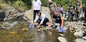 Sel felaketinin yaşandığı Bozkurt'taki İlişi Çayı'na 15 bin alabalık salındı