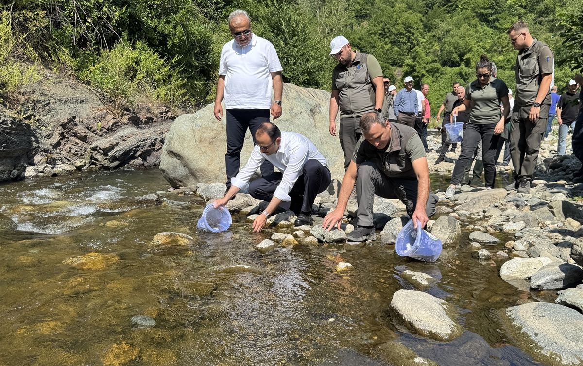 Sel felaketinin yaşandığı Bozkurt'taki İlişi Çayı'na 15 bin alabalık salındı