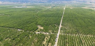 Tarla sınırlarını kaldıran köylüler, hem katma değeri hem de rekolteyi artırdı