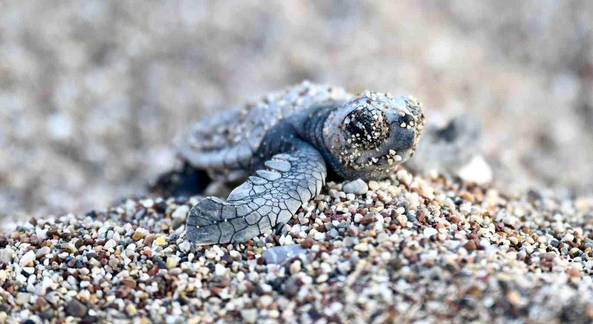 Antalya'da caretta caretta yavruları denizle buluştu