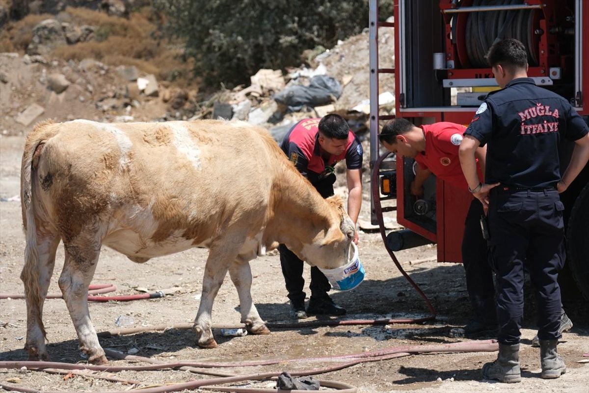 Bodrum'da itfaiye ekipleri yangın alanında susayan ineklere kovalarla su içirdi