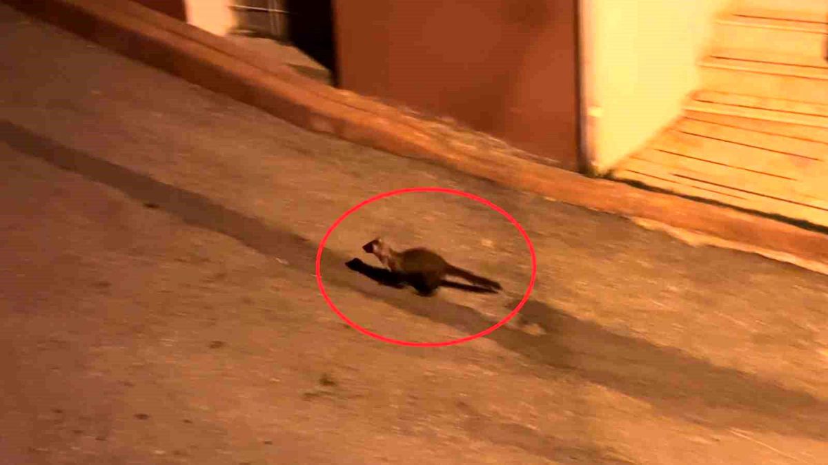 Bu mahallede geceleri sansarlar geziyor