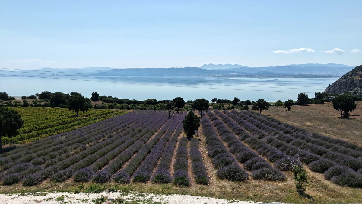 Burdur'da mor renge bürünmüş geniş lavanta tarlaları ve tarlalarda fotoğraf çeken turistler.