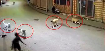 Dehşete düşüren anlar: Sokak köpekleri 10 yaşındaki çocuğu parçalıyordu