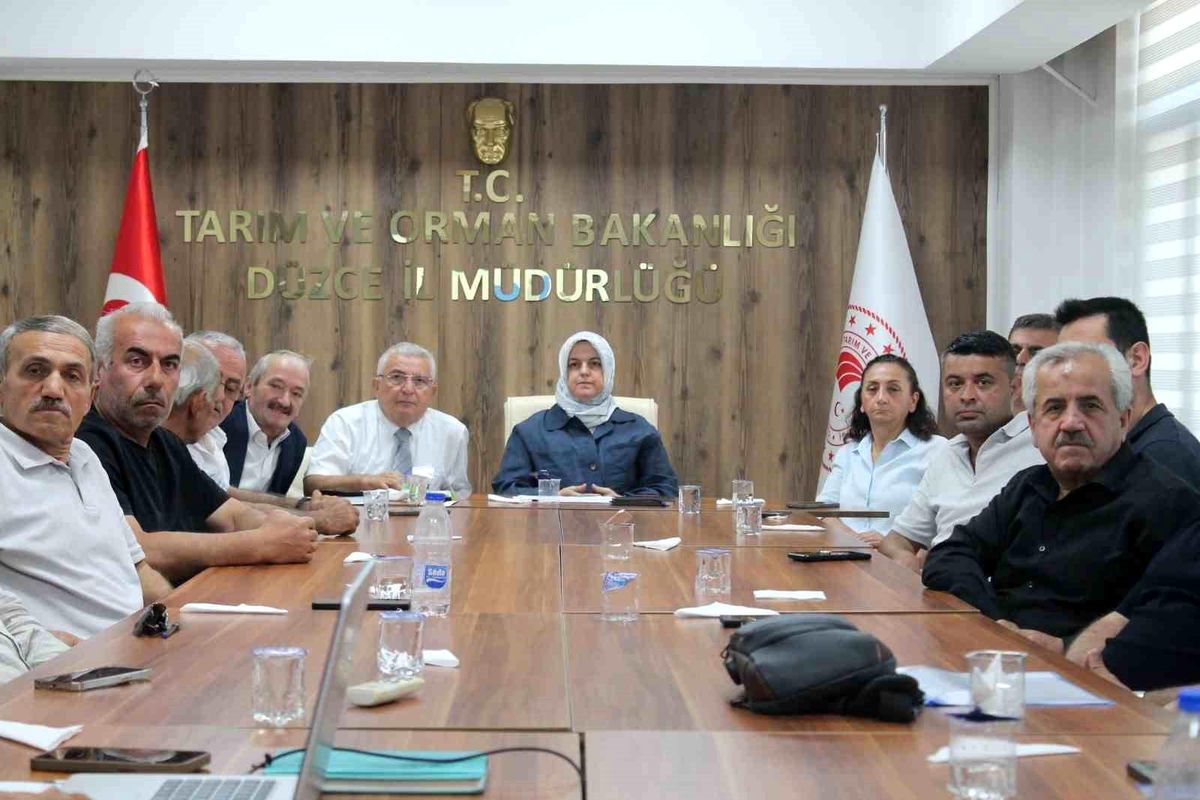Düzce'de fındık rekolte tahmin çalışmaları değerlendirildi