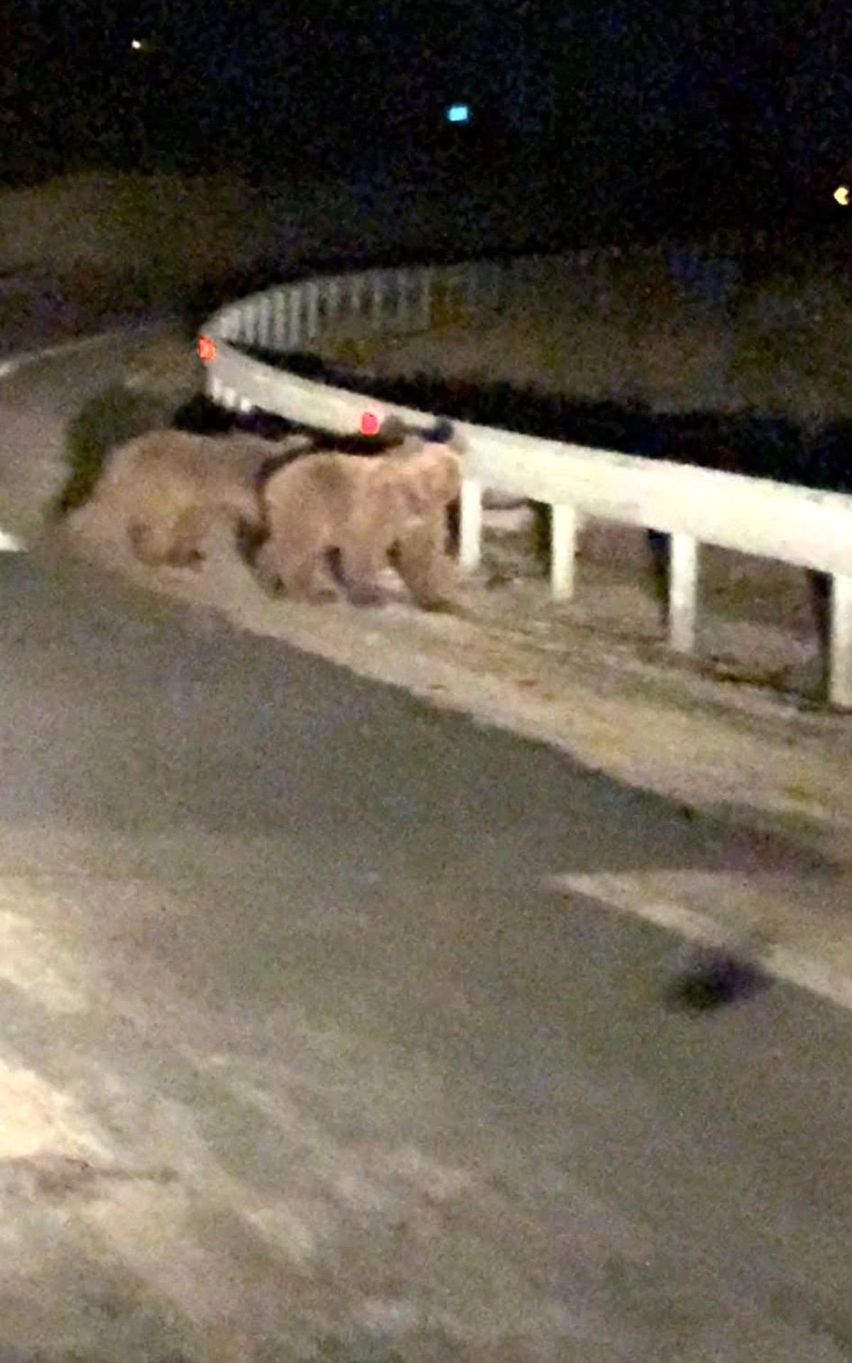 Bursa Gürsu'da yol ortasında görülen iki ayı yavrusu