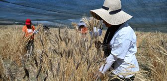 Van YYÜ'lü öğrenciler tarımda teorik bilgiyi pratiğe dönüştürüyor