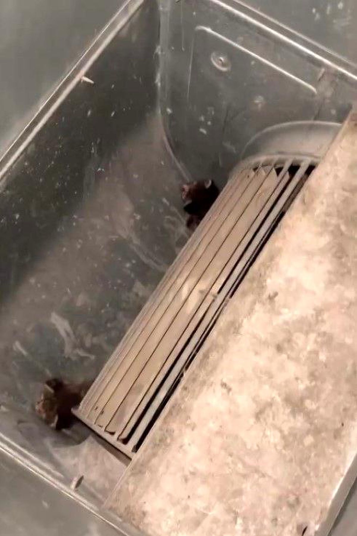 Havalandırma kazanına düşen 2 yavru kediyi öğretmen ve personel kurtardı