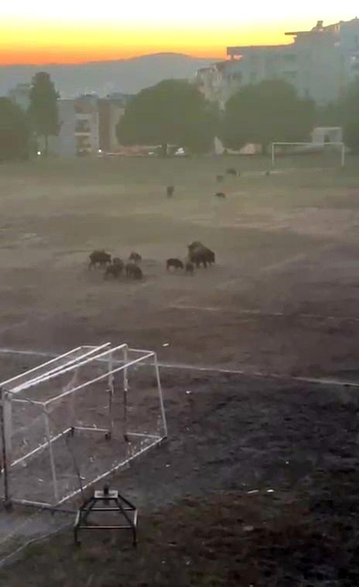 Milas'ta yaban domuzları futbol sahasını mesken tuttu
