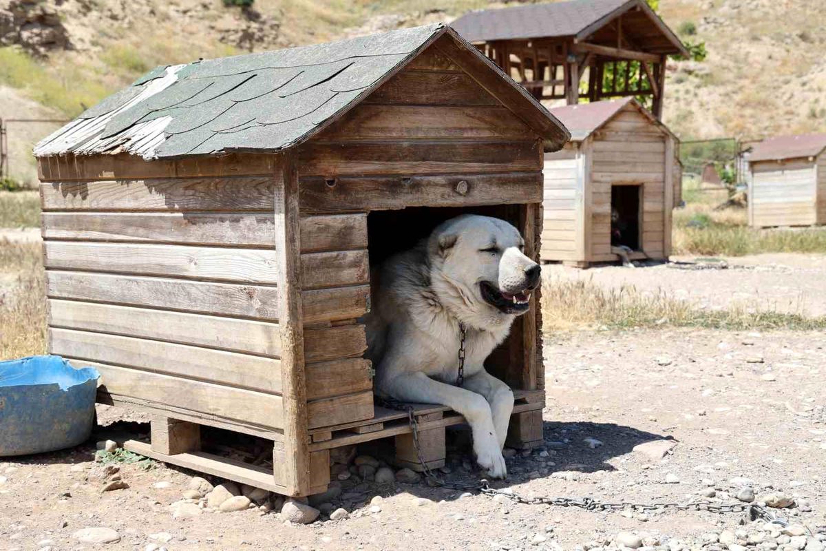 Soğuk havaya göğüs geren Kangal köpekleri sıcak yaz aylarında miskinleşiyor