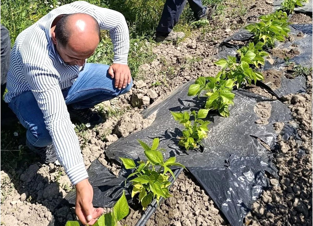 Yüksekova'da sera ve bahçelerde denetim