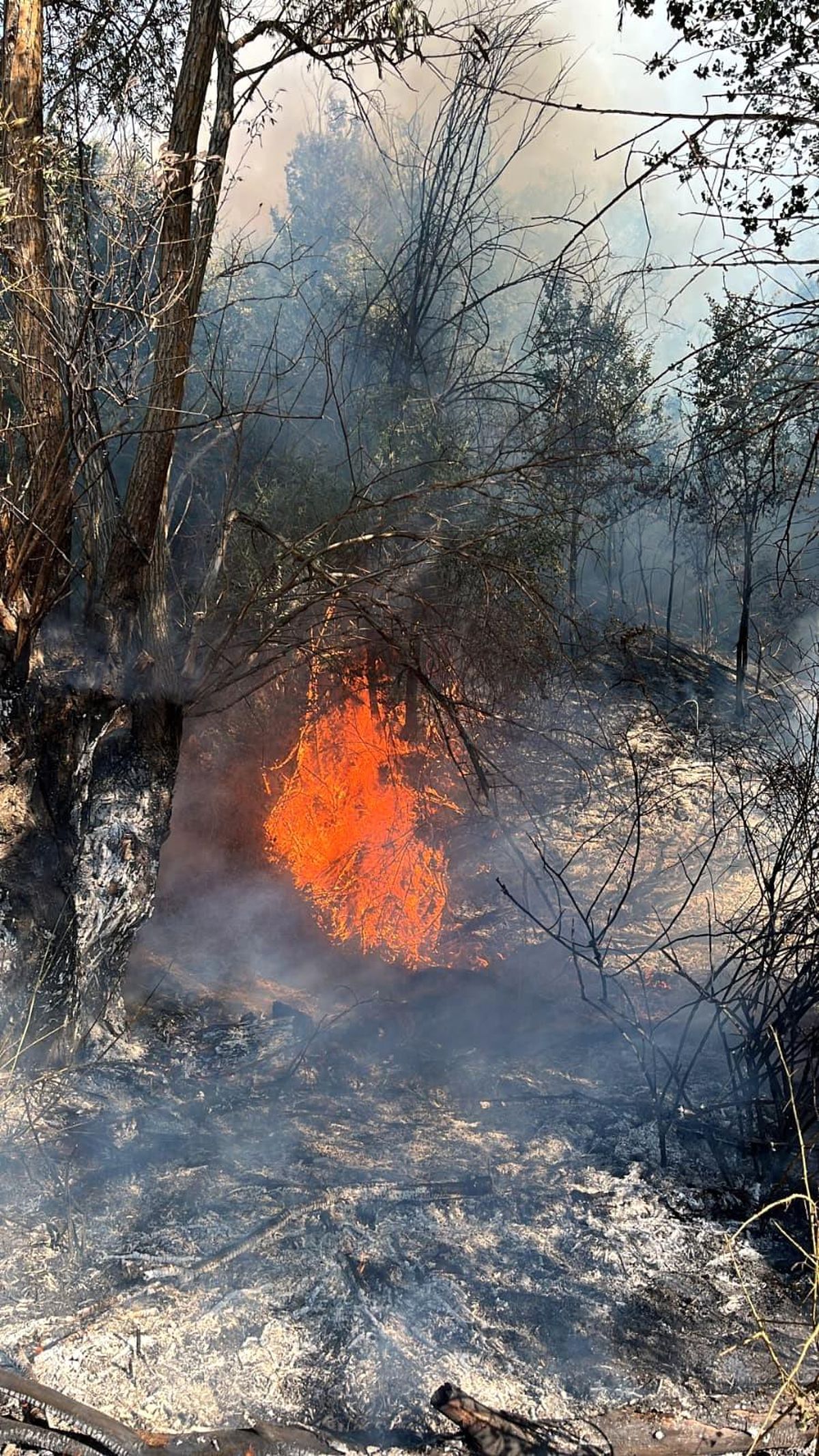 Beypazarı'nda ağaçlık alanda çıkan yangın söndürüldü.
