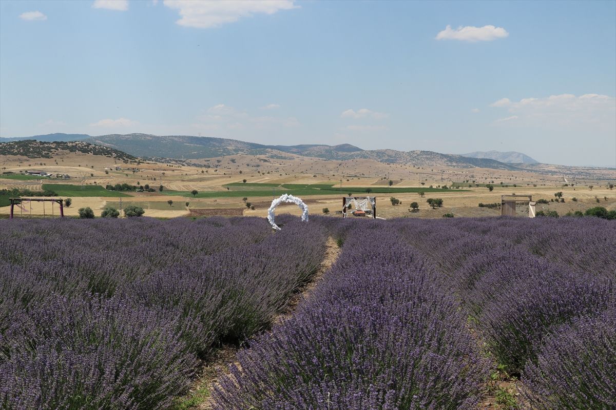 Burdur'da düzenlenen Lavanta Hasat ve Sanat Günleri'nde lavanta tarlaları ve katılımcılar