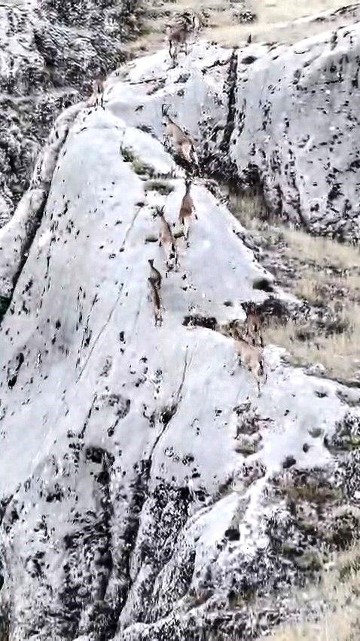 Elazığ'da sürü halindeki dağ keçilerinin dron ile çekilmiş görüntüsü.