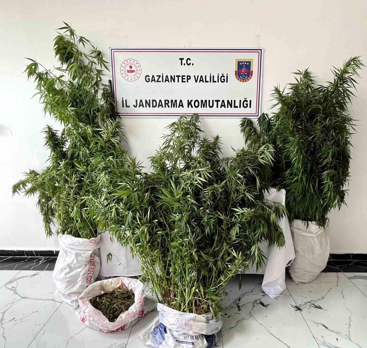 Gaziantep Nizip'te jandarmanın düzenlediği operasyonda ele geçirilen Hint keneviri bitkileri.