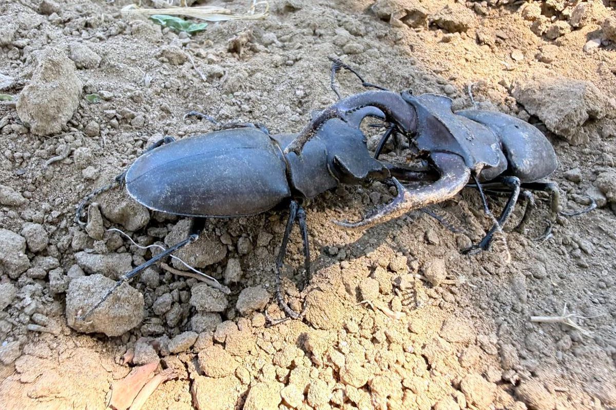 Nesli tükenme tehlikesi altındaki geyik böceği Gördes'te görüldü