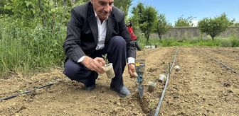 Hakkarili çiftçi ata tohumlarını koruyup verimli ürünler yetiştiriyor