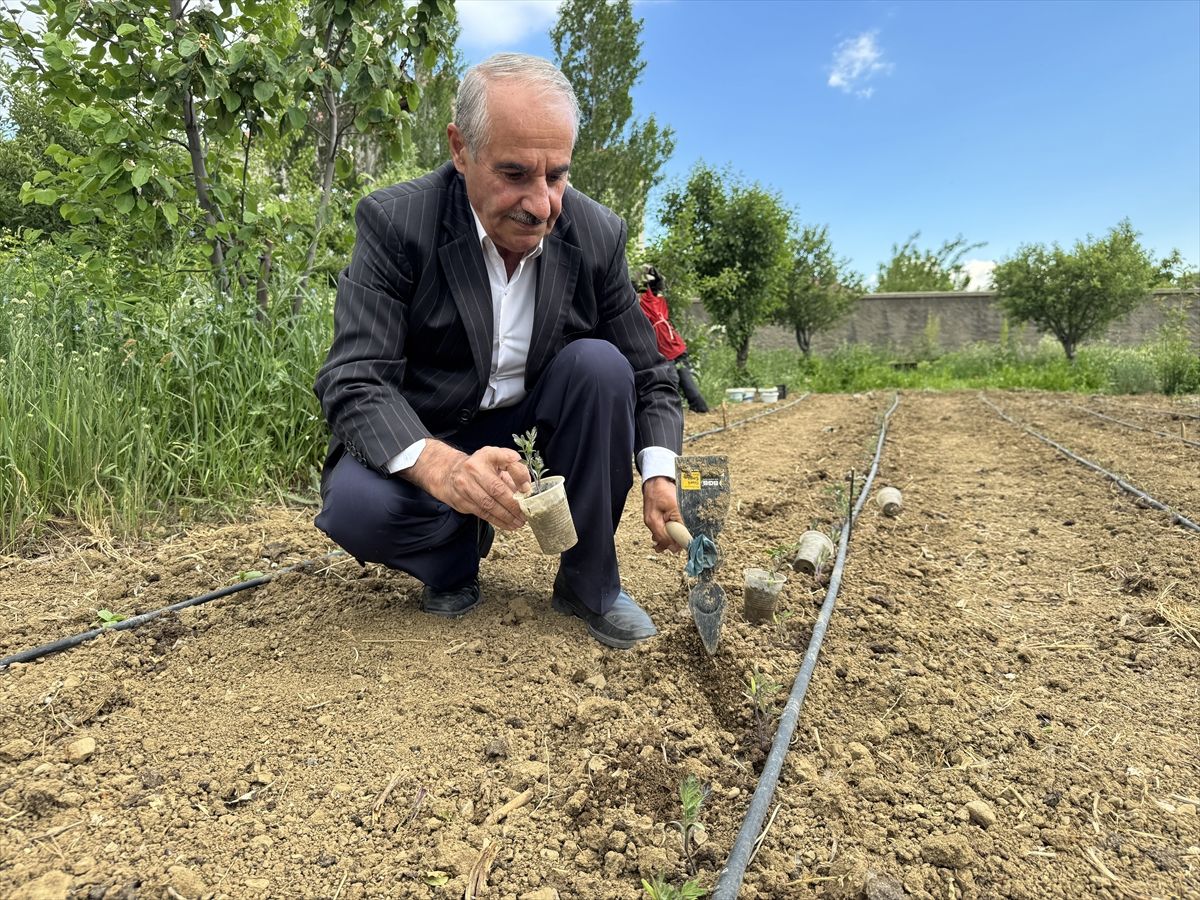 Hakkarili çiftçi ata tohumlarını koruyup verimli ürünler yetiştiriyor