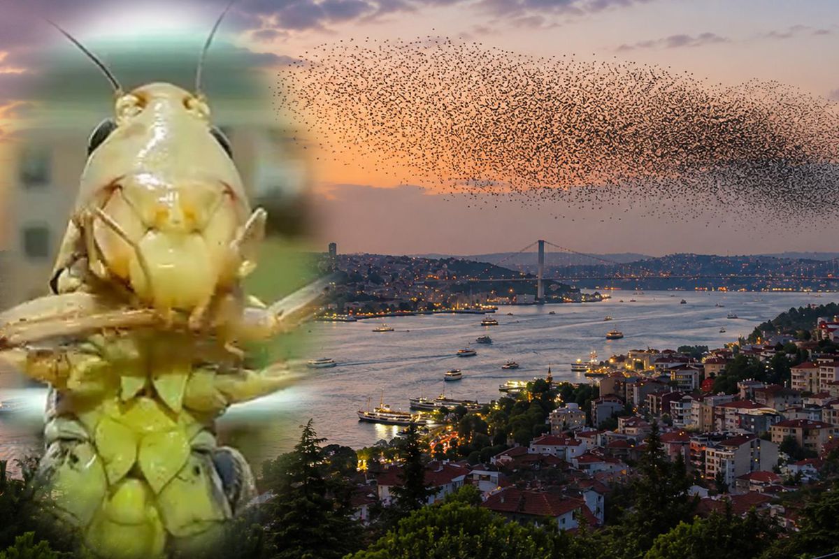 Sürüler halinde Türkiye'ye geliyorlar! İstanbul'dan sonra o ili de sardılar