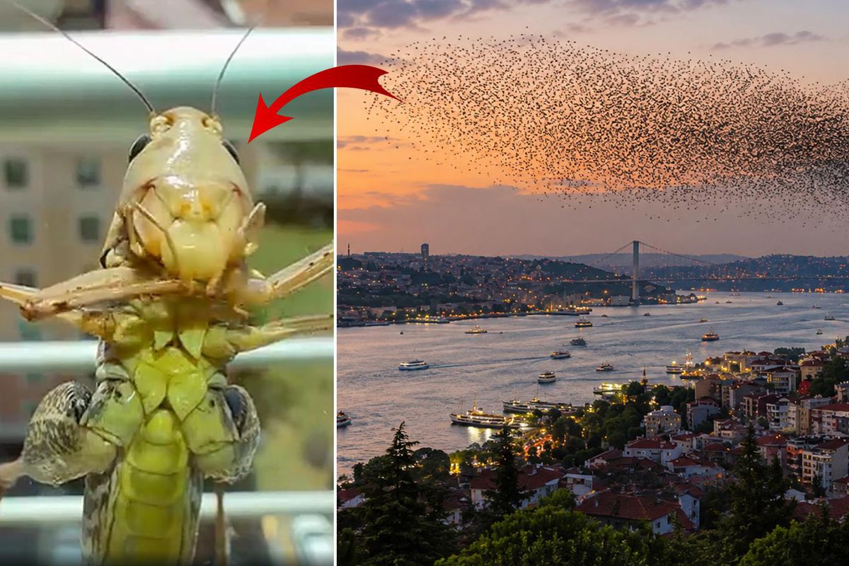 Sürüler halinde Türkiye'ye geliyorlar! İstanbul'dan sonra o ili de sardılar
